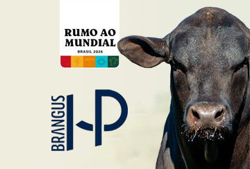 DIA DE CAMPO BRANGUS HP